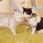 8faf3cccgy1fualqgmzykg20g8091qv7.gif