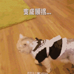 8faf3cccgy1fualqqz9rlg20g8091qv9.gif