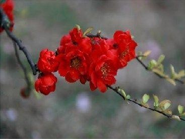 八首吟诵海棠的诗句，艳美高雅，让人遐想联篇-6.jpg