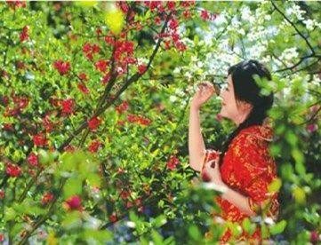 八首吟诵海棠的诗句，艳美高雅，让人遐想联篇-7.jpg