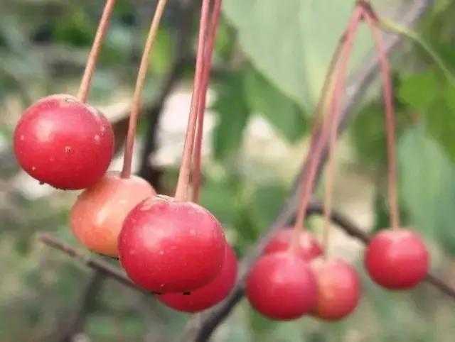 舌尖上的海棠果-2.jpg