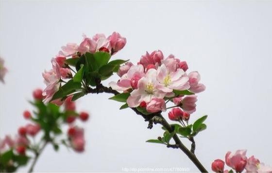 海棠：您知道它和苹果木瓜是亲戚吗？-2.jpg