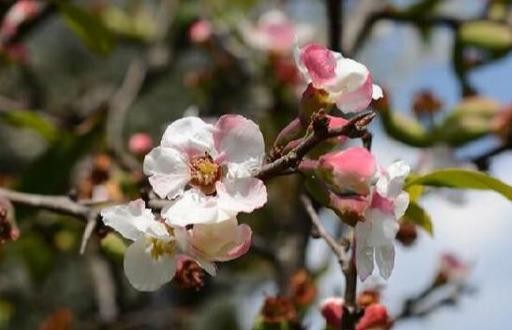 海棠：您知道它和苹果木瓜是亲戚吗？-18.jpg