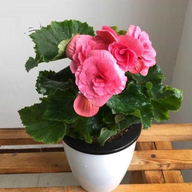 四季海棠，摘1枝“水培”，20天就生根，漂亮的花儿四季开不停-3.jpg