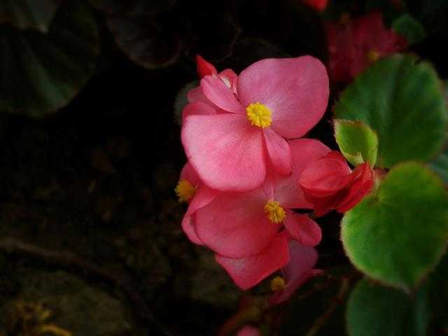 四季海棠，摘1枝“水培”，20天就生根，漂亮的花儿四季开不停-5.jpg