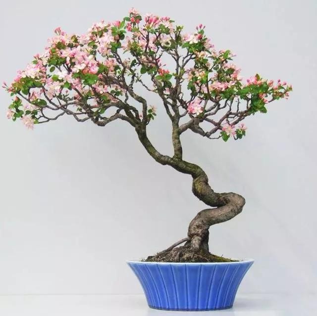 海棠诗词：月下精神，醉时风韵，红透香腮-3.jpg