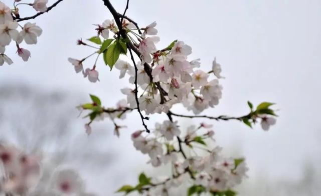 海棠诗词：月下精神，醉时风韵，红透香腮-11.jpg