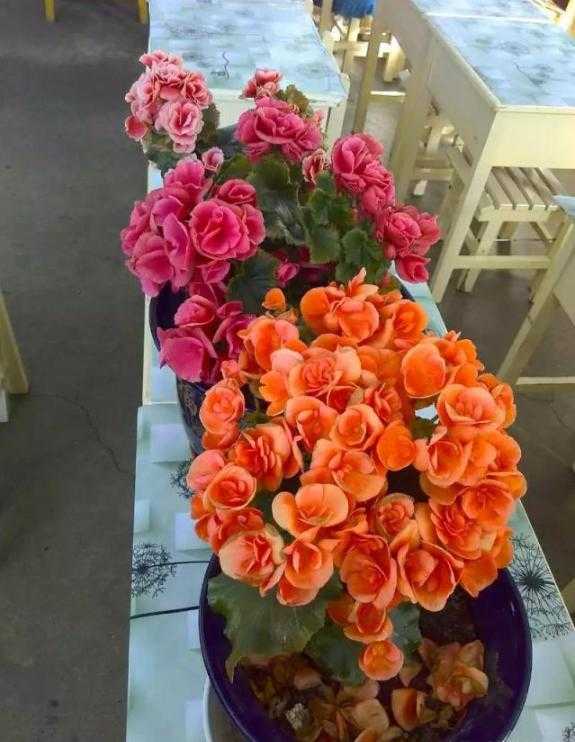 养海棠就养它，只需做好3点，一年四季开花不断-1.jpg