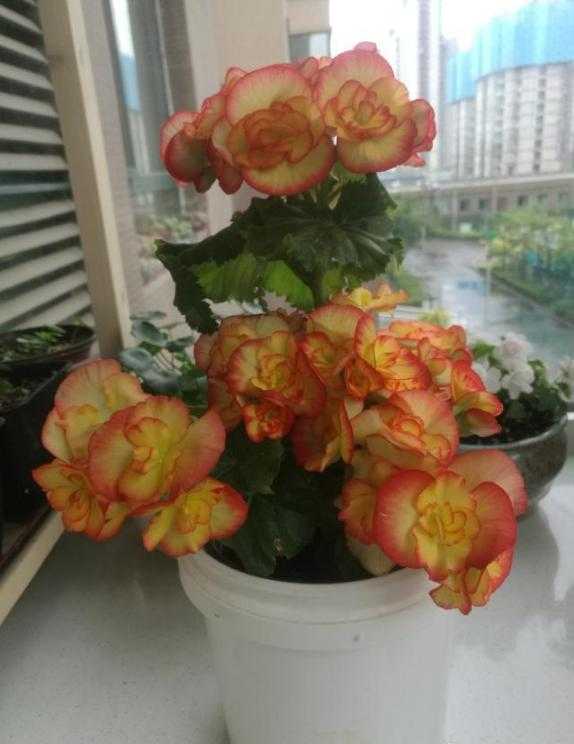 养海棠就养它，只需做好3点，一年四季开花不断-2.jpg