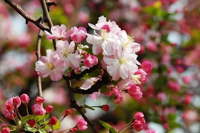 花中神仙”中国传统名花——海棠-4.jpg