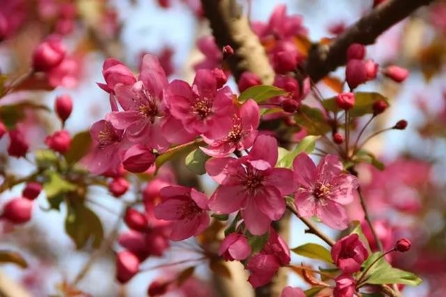 花中神仙”中国传统名花——海棠-2.jpg