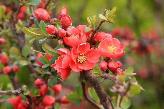 花中神仙”中国传统名花——海棠-5.jpg