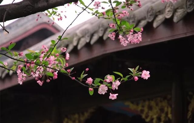 花中神仙”中国传统名花——海棠-6.jpg