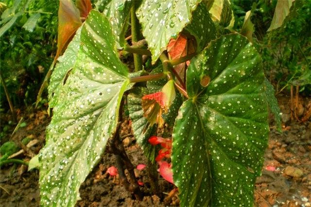 刘大爷养竹节海棠3年，总结“5步走”，四季开花，枝繁叶茂-1.jpg
