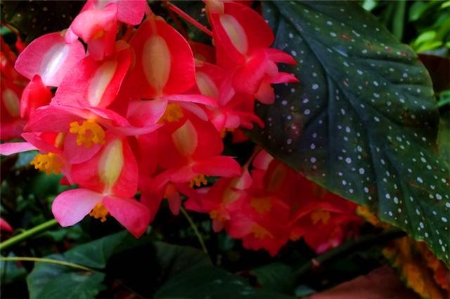 刘大爷养竹节海棠3年，总结“5步走”，四季开花，枝繁叶茂-3.jpg