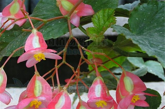 刘大爷养竹节海棠3年，总结“5步走”，四季开花，枝繁叶茂-4.jpg