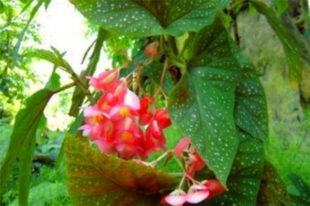 刘大爷养竹节海棠3年，总结“5步走”，四季开花，枝繁叶茂-5.jpg
