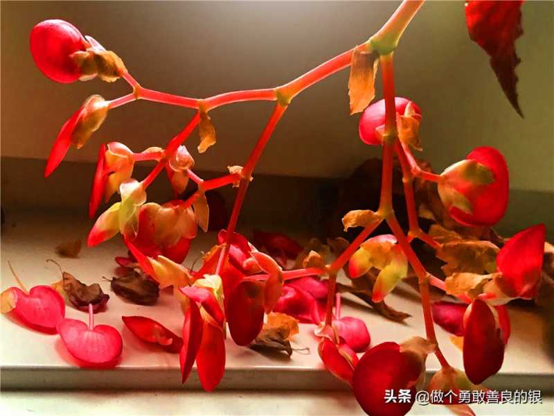 刘勇良手机纪实摄影：盛开的竹节海棠花-1.jpg
