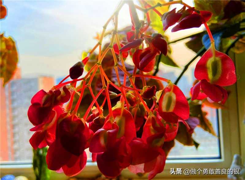 刘勇良手机纪实摄影：盛开的竹节海棠花-8.jpg