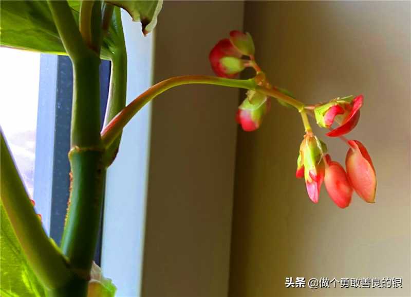 刘勇良手机纪实摄影：盛开的竹节海棠花-12.jpg