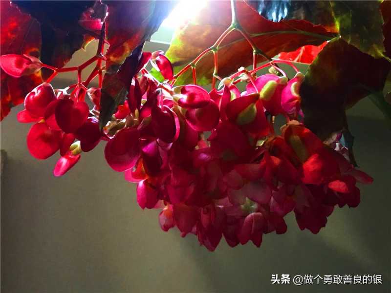 刘勇良手机纪实摄影：盛开的竹节海棠花-18.jpg