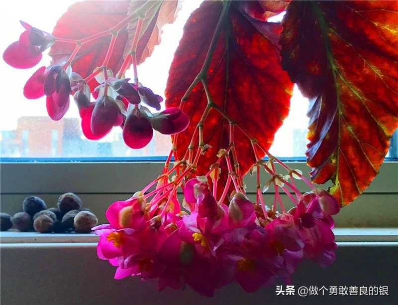 刘勇良手机纪实摄影：盛开的竹节海棠花-20.jpg