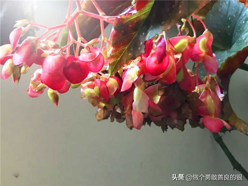 刘勇良手机纪实摄影：盛开的竹节海棠花-21.jpg