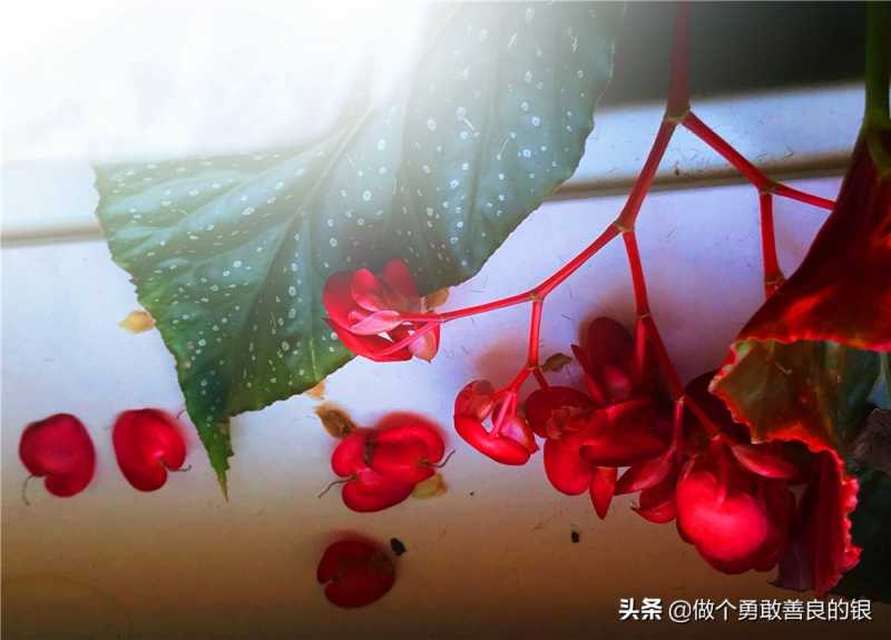 刘勇良手机纪实摄影：盛开的竹节海棠花-23.jpg