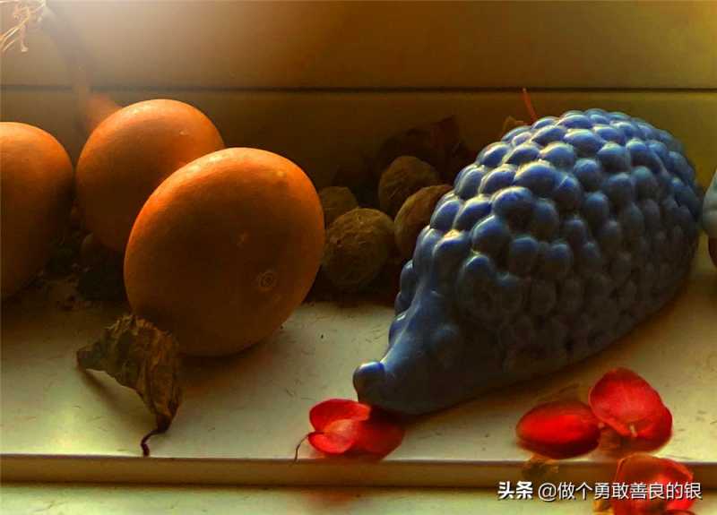 刘勇良手机纪实摄影：盛开的竹节海棠花-27.jpg