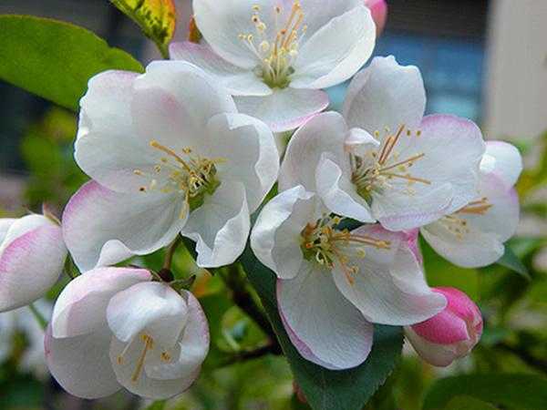 国艳：花开似锦的海棠，有着怎样的潇洒？-1.jpg