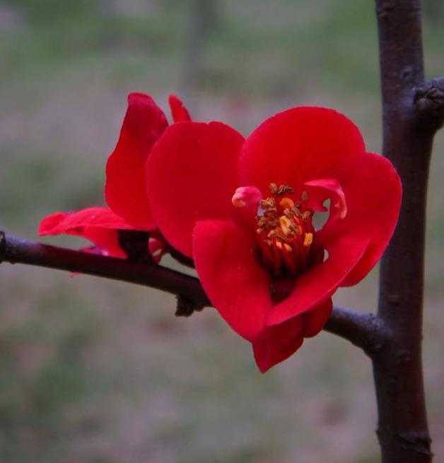 国艳：花开似锦的海棠，有着怎样的潇洒？-2.jpg