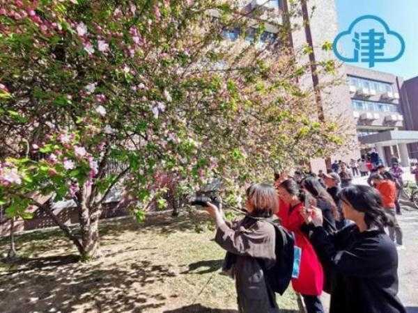 一片春心付海棠 来和天大海棠赴一场春天的约会吧-4.jpg
