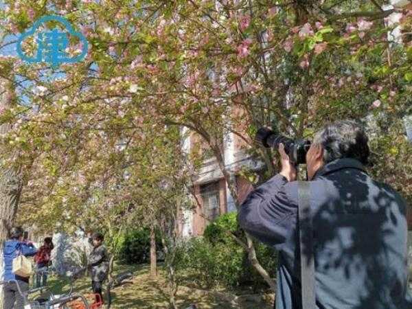 一片春心付海棠 来和天大海棠赴一场春天的约会吧-5.jpg