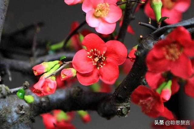 读一首诗苏轼《海棠》，海棠新发，娇娆可人，怎么都看不够-1.jpg