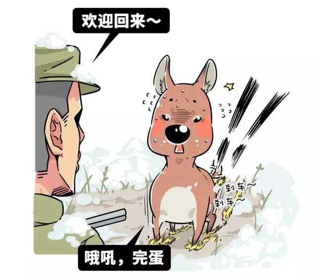 生物界网红三傻：为了适应生存环境，这些动物都变得如此沙雕-17.jpg