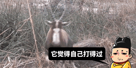 研究表明：武松不是人类-2.jpg