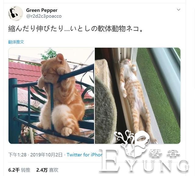 国外网友用猫的毛做了只“小猫”，真的超治愈-6.jpg