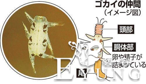 日本网友吐槽：我抓到“皮卡丘”了，它在我鱼缸里-4.jpg