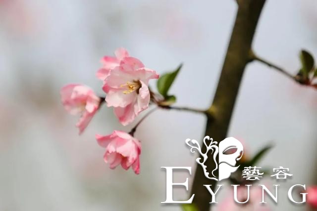 英雄回来了，海棠花开了！江北新区新晋网红已上线，我们这里见！-9.jpg