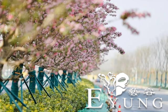 英雄回来了，海棠花开了！江北新区新晋网红已上线，我们这里见！-10.jpg