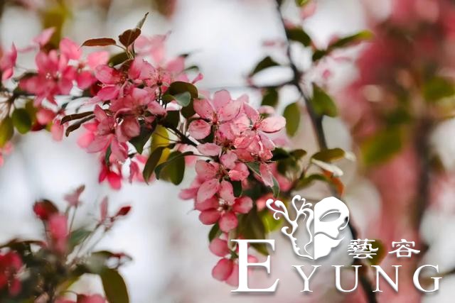 英雄回来了，海棠花开了！江北新区新晋网红已上线，我们这里见！-13.jpg