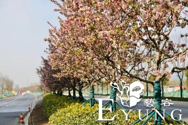 英雄回来了，海棠花开了！江北新区新晋网红已上线，我们这里见！-12.jpg