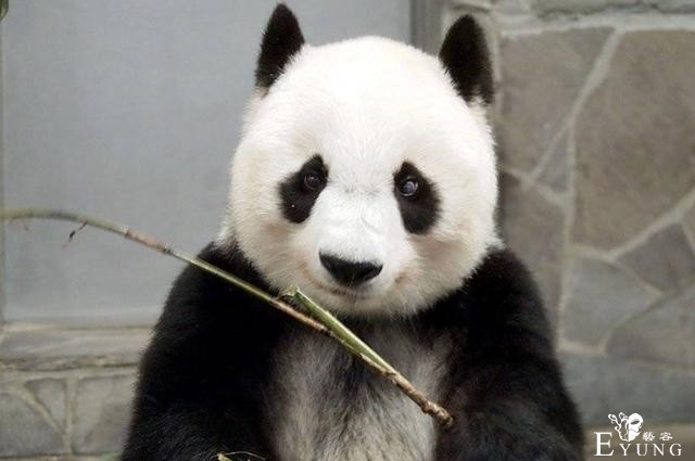 日本推出纪念文件夹，大熊猫变身萌妹子，结果是中国大使馆画的-3.jpg