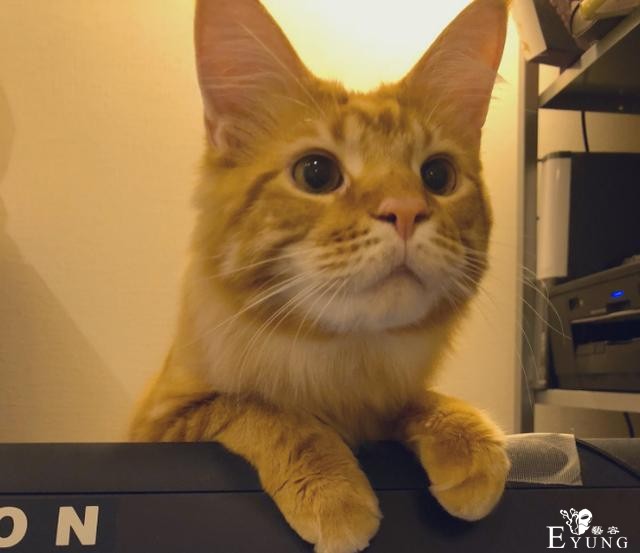 那只火遍动漫圈的猫耳娘原型曝光！真的是作者家养的猫-3.jpg