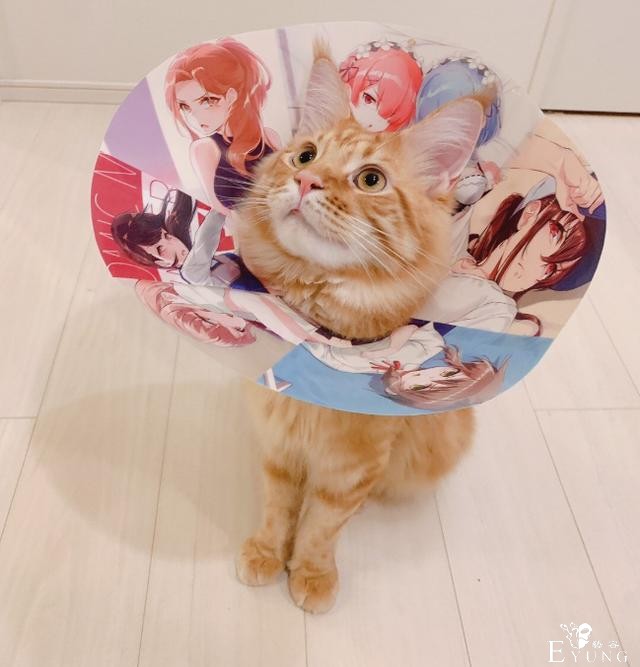 那只火遍动漫圈的猫耳娘原型曝光！真的是作者家养的猫-5.jpg