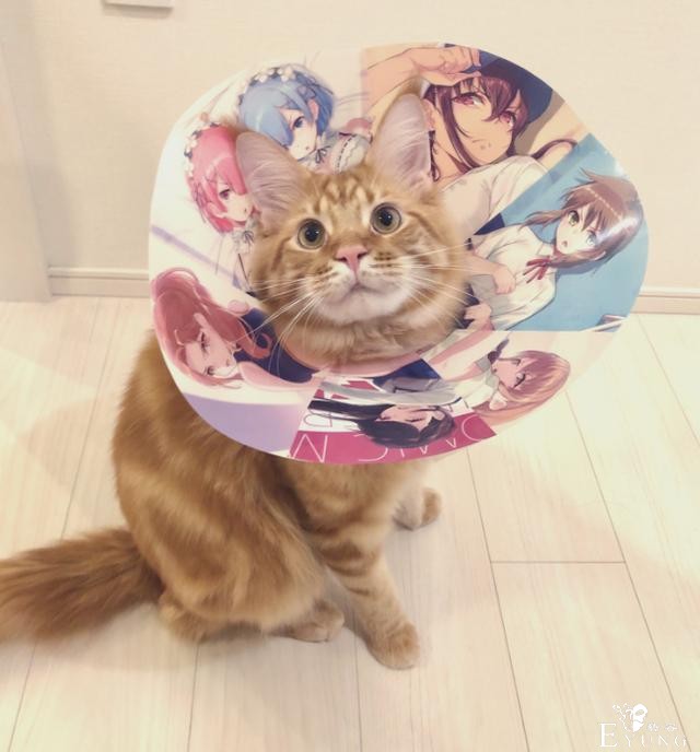 那只火遍动漫圈的猫耳娘原型曝光！真的是作者家养的猫-4.jpg