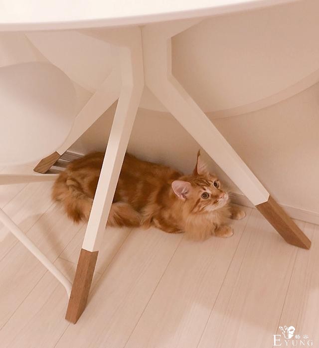那只火遍动漫圈的猫耳娘原型曝光！真的是作者家养的猫-7.jpg