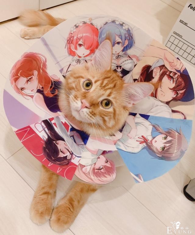 那只火遍动漫圈的猫耳娘原型曝光！真的是作者家养的猫-6.jpg