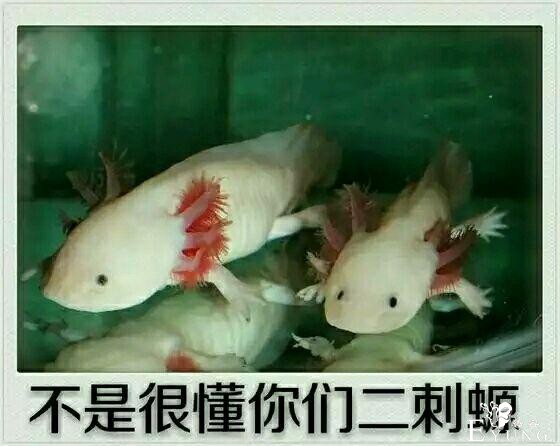 不是很懂你们二次元——来讲讲ACG动漫圈子里的那些事-5.jpg