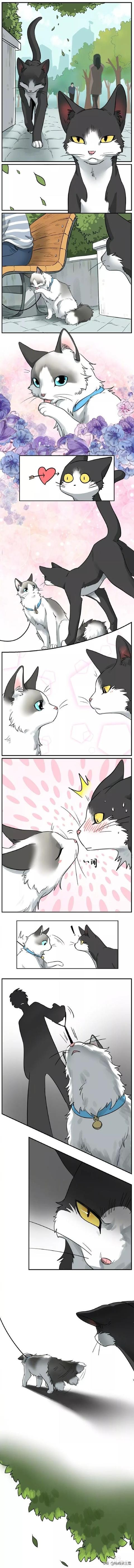 漫画：猫咪间的甜美爱情-1.jpg